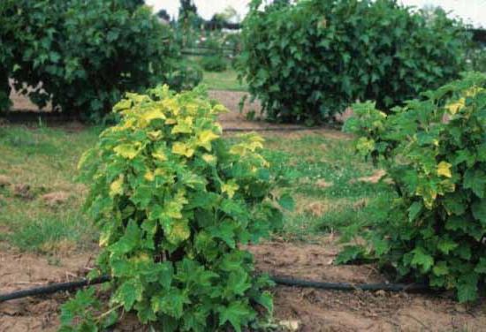 Hvorfor gjør sortebøtter gule blader? Årsaker til sykdommen, metoder for behandling og forebygging