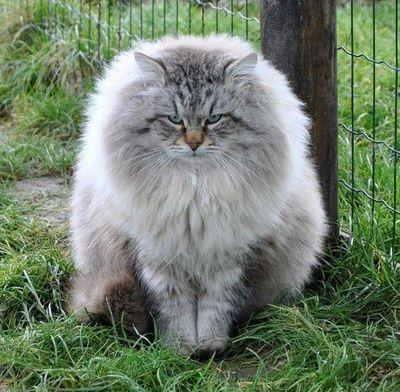 En unik rase av katt - sibirisk