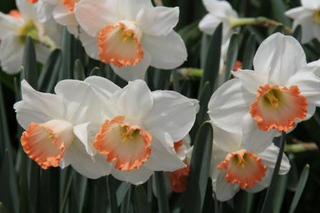 Favorittblomst av våren. Narcissus: Vokst og omsorg