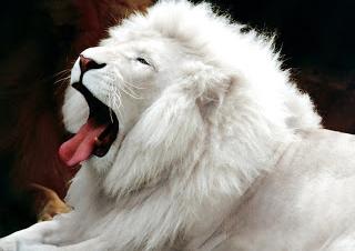 Hvite løver - en legende som har blitt en realitet
