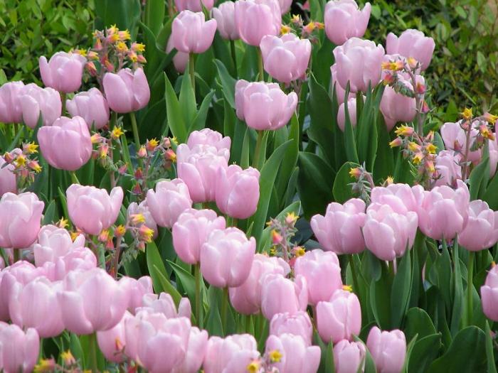 Blomst med rosa blomster: skjønnhet i en bukett og på en blomsterbed