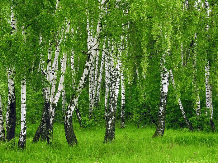 hvor mange år har birketrær bodd