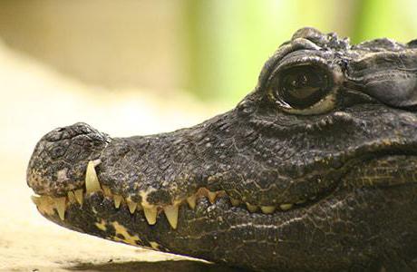 Hvor mye koster krokodillen? Den minste og største krokodillen. Hvor mange bor krokodiller
