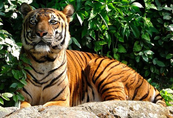 I hvilken naturlig sone er tigeren som bor i dag på planeten