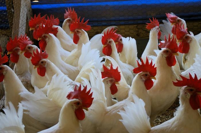 De vanligste sykdommene av høne høner
