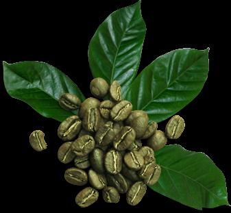 Grønn kaffe Cafe Mince: anmeldelser